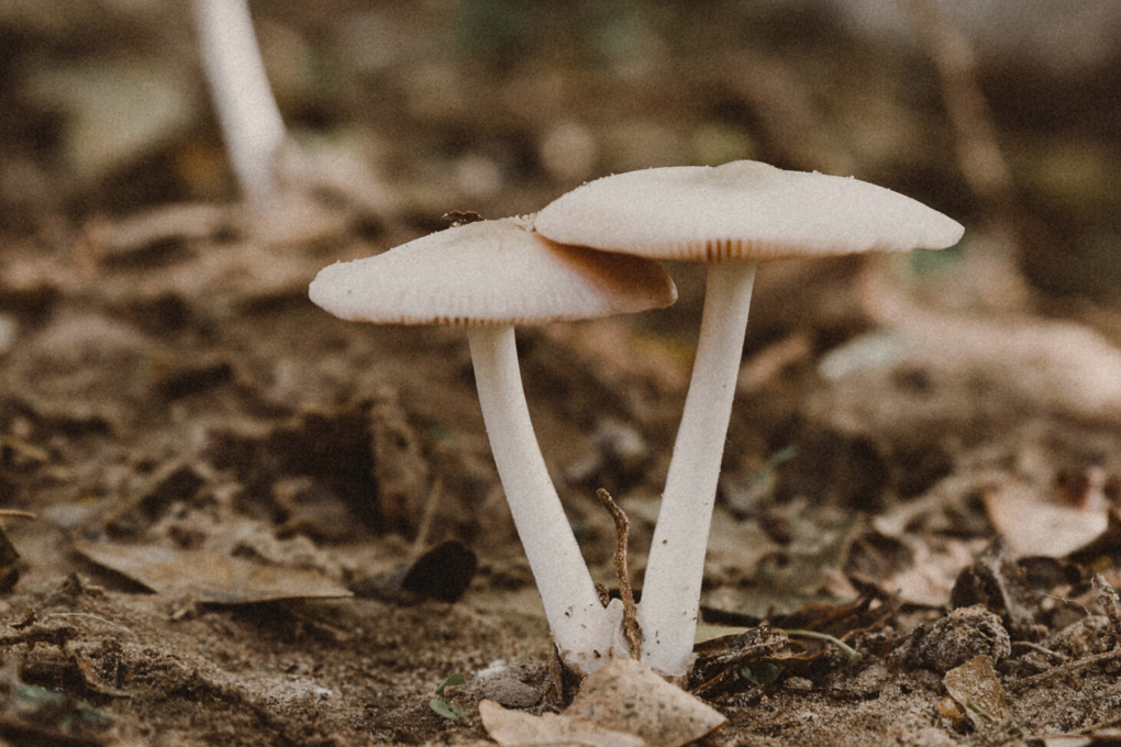 Medicinal Mushrooms