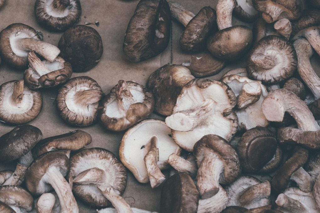 Mushroom Power On The Rise 11 Shitake Mushroom