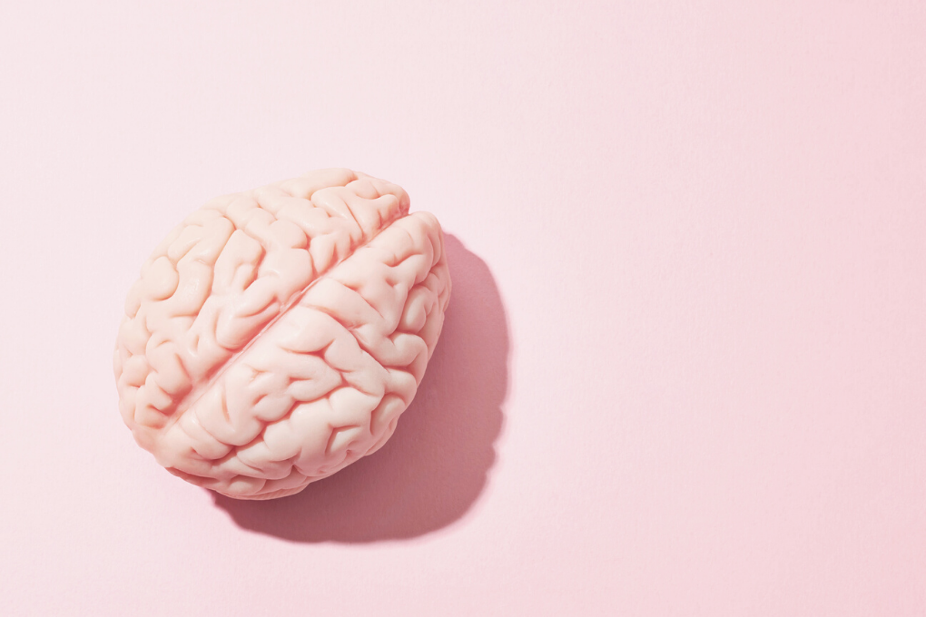 Two Gut Microbiota Strains Found To Improve Anxiety And Depression 8 Gut Brain Axis